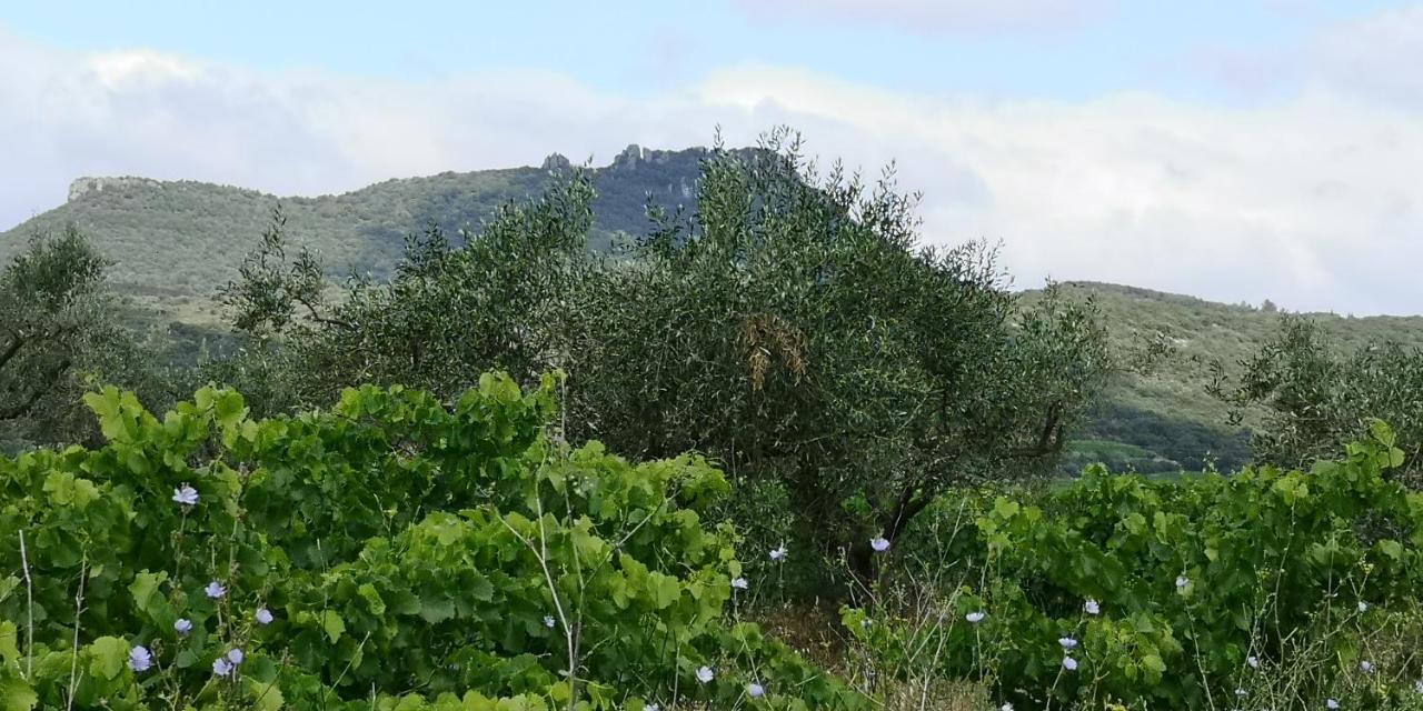 Le Mimosa Bed & Breakfast Saint-Saturnin-de-Lucian Exterior photo